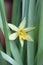 Amazing tiny flower of narcissus