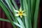 Amazing tiny flower of narcissus