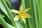 Amazing tiny flower of narcissus