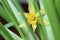 Amazing tiny flower of narcissus