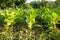 Amazing Tobacco plantation . Fresh new born tobacco plant fields.