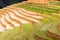 Amazing traditional rice culture in terraced paddy fields in Vietnam