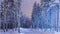 Amazing Tranquil Winter Forest Scenery in Suomi Nordic Area