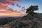 Amazing tree growing out of the rock at sunset. Colorful landscape with old tree with green leaves, mountains and sky with sun in