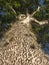 Amazing tree Hura crepitans with thorns in the amazon rainforest