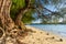 Amazing tree roots in an empty beach, Rarotonga, Cook Islands