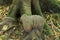 Amazing tree roots look like a worm at Kew Mae Pan nature trail , Doi Inthanon nature park , Chiang Mai , Thailand