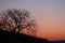 Amazing tree sihouette during sunrise