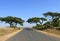 Amazing trees along the roadside. Africa, Ethiopia.