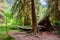 Amazing trees in a tropical forest, Hoh Rain forest, Olympic National Park, Washington USA