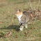 Amazing tricolour cat moving in the garden