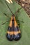 Amazing tropical beetle in the mountains.