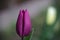 Amazing tulip colored flower in a beautiful garden.  Welcome to the spring