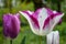 Amazing tulip flower with white petals and purple edges