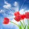 Amazing Tulips on fantastic blue sky background