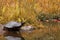 Amazing turtle image with golden grass background and perfect reflection in water