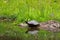 Amazing turtle image with green grass background and perfect reflection in water