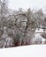 Amazing Twisted Tree In Snowstorm