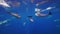 Amazing underwater swimming behind the short-beaked common dolphins near coast