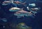 Amazing underwater world, shoal tropical shiny silver fishes
