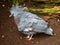 Amazing, unique, and elegant Victoria crowned pigeon on the land