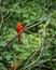 Amazing unique red Northern cardinal perched on a twig of a tree
