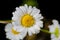 A really amazing unreal camomile