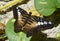 Amazing Up Close Brown Clipper Butterfly Wings