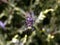 Amazing up close macro of garden spider common hanging on web