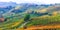 Amazing vast plantation of vineyards in Piemonte- famous vine re