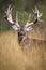 Amazing vertical photograph of big whitetail buck