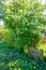 Amazing vertical shot of a beautiful flower tree