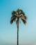 Amazing vertical shot of a single palm tree with a perfectly clear sky behind