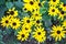 Amazing very bright and colorful autumn black-eyed susan flowers