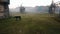 Amazing video footage with horse on field between mills. Countryside foggy morning. horse grazes in a clearing with a