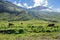 Amazing view of bulls, cows or yack grazing green grass on meadow highlands with perfect sunshine in summer morning, mountain