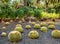 Amazing view of  cactus park area in Garcia Sanabria park. Location: Cacti garden in Santa Cruz de Tenerife, Tenerife, Canary