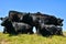 Amazing view of cows grazing on the cliffs by the sea