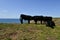 Amazing view of cows grazing on the cliffs by the sea