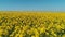 Amazing view of field covered with rows of bright rapeseed flowers against the blue sky in warm summer day. Shot