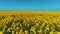 Amazing view of field covered with rows of bright rapeseed flowers against the blue sky in warm summer day. Shot