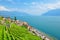 Amazing view of Geneva Lake, Lac Leman, with Saint Saphorin village, Switzerland. Beautiful terraced vineyards on adjacent hills.