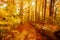 amazing view of a golden color cozy inviting autumn season forest, landscape