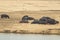 Amazing view of a group of hippos resting on the sandy banks of an African river