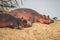 Amazing view of a group of hippos resting on the sandy banks of an African river