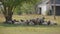 Amazing view herd of sheep huddled together very tightly and lie in shade of tree and rest