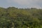 Amazing view of Himalayan pine forest