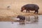 Amazing view of a hippo mother and its cub on the sandy banks of an African river