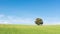 Amazing view of holm oak isolated on a green wheat field, under a clean blue sky