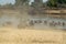 Amazing view of a huge group of hippos running into the waters of an African river